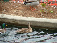 DSCF0139.JPG (480814 bytes)