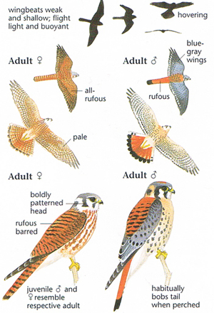 Kestrel Size Chart