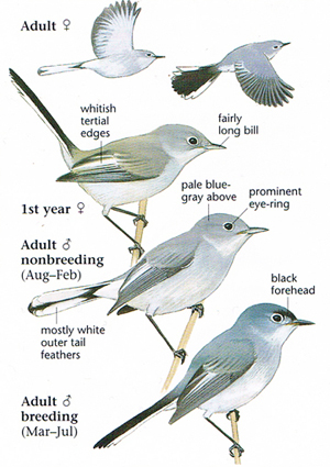 How to Identify a Blue Gray Gnatcatcher - Birds and Blooms