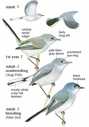 Blue-gray Gnatcatcher