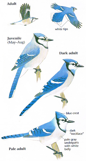 Blue Jay