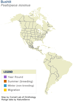 Spotted_Sandpiper_AllAm
