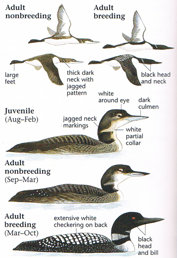 common loon. Common Loon