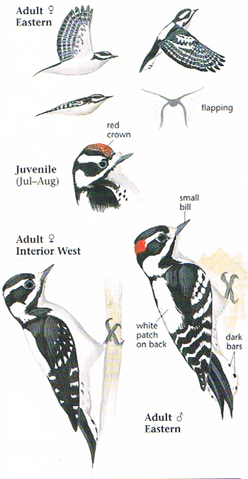 female and male downy woodpecker