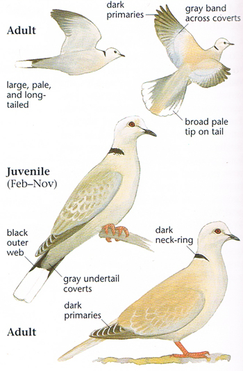 Eurasian Collared-Dove