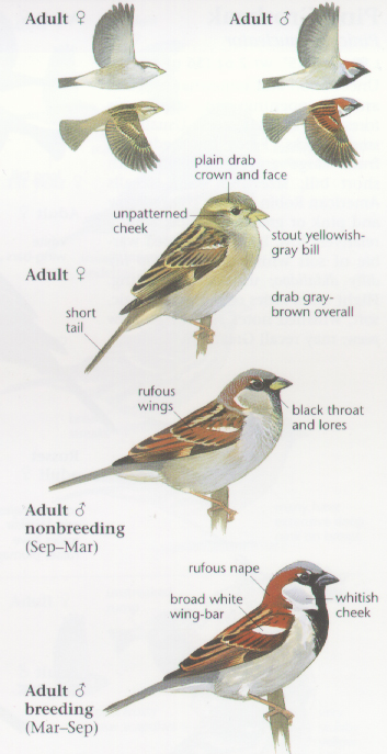 House Sparrow Bird Facts