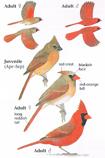 Cardinal Wingspan