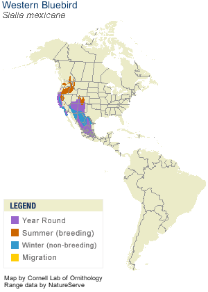 Spotted_Sandpiper_AllAm