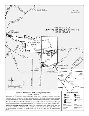 hellman&sycamore.jpg (288647 bytes)