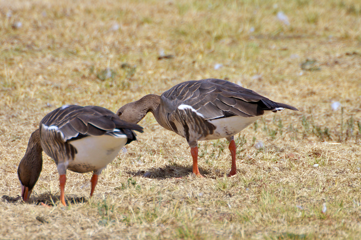 Greater White-fronted Goose Identification, All About Birds, Cornell Lab of  Ornithology