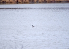 Rick Swartzentrover  Red-Breasted Mergenser (Breeding)