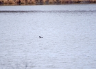 Rick Swartzentrover  Red-Breasted Mergenser (Breeding)