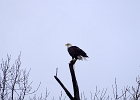 Rick Swartzentrover  Bald Eagle