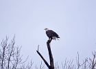 Rick Swartzentrover  Bald Eagle