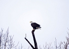 Rick Swartzentrover  Bald Eagle