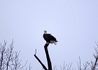 Rick Swartzentrover  Bald Eagle