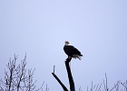 Rick Swartzentrover  Bald Eagle