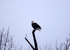 Rick Swartzentrover  Bald Eagle