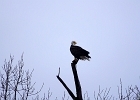 Rick Swartzentrover  Bald Eagle