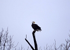 Rick Swartzentrover  Bald Eagle