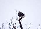 Rick Swartzentrover  Bald Eagle