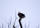 Rick Swartzentrover  Bald Eagle