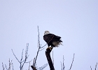 Rick Swartzentrover  Bald Eagle