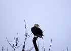 Rick Swartzentrover  Bald Eagle