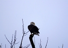 Rick Swartzentrover  Bald Eagle