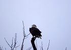 Rick Swartzentrover  Bald Eagle