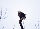 Rick Swartzentrover  Bald Eagle