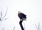 Rick Swartzentrover  Bald Eagle