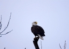 Rick Swartzentrover  Bald Eagle