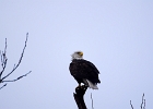 Rick Swartzentrover  Bald Eagle