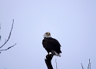 Rick Swartzentrover  Bald Eagle