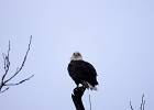 Rick Swartzentrover  Bald Eagle