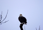 Rick Swartzentrover  Bald Eagle