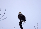 Rick Swartzentrover  Bald Eagle