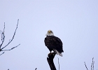 Rick Swartzentrover  Bald Eagle