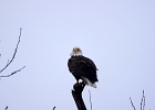 Rick Swartzentrover  Bald Eagle