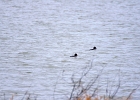 Rick Swartzentrover  Common Goldeneye (Adult Breeding) (L) Male (R) Female