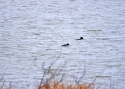 Rick Swartzentrover  Common Goldeneye (Adult Breeding) (L) Male (R) Female