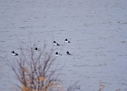 Rick Swartzentrover  Common Goldeneye(5 Male) (1 Female) (Adult Breeding)