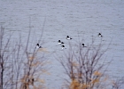 Rick Swartzentrover  Common Goldeneye(5 Male) (1 Female) (Adult Breeding)