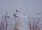 Rick Swartzentrover  Common Goldeneye(5 Male) (1 Female) (Adult Breeding)