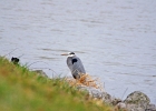 Rick Swartzentrover  Great Blue Heron