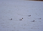 Rick Swartzentrover  Red-Breasted Mergenser (Breeding) (1 Male) (5 Female)