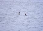 Rick Swartzentrover  Red-Breasted Mergenser (Breeding) (1 Male) (1 Female)