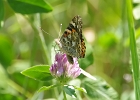 Rick Swartzentrover  American Lady Butterfly - Vanessa virginiensis