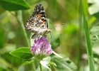 Rick Swartzentrover  American Lady Butterfly - Vanessa virginiensis